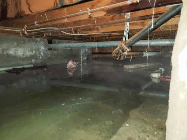 Best Carpet water damage restoration  in Hawkinsville, GA